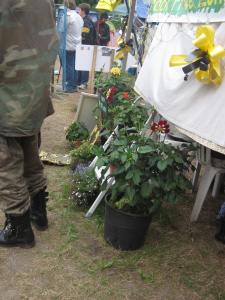 Dahlias and yellow ribbons