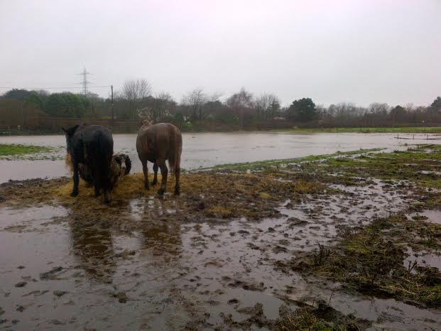 DoDFlood4 PNR Carr Brook