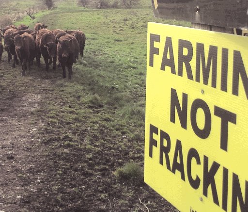 Bridge Trafford Red Polls