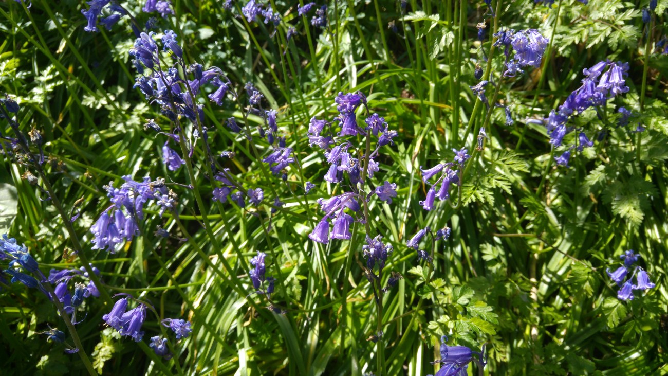 May 2016 bluebells2.jpg