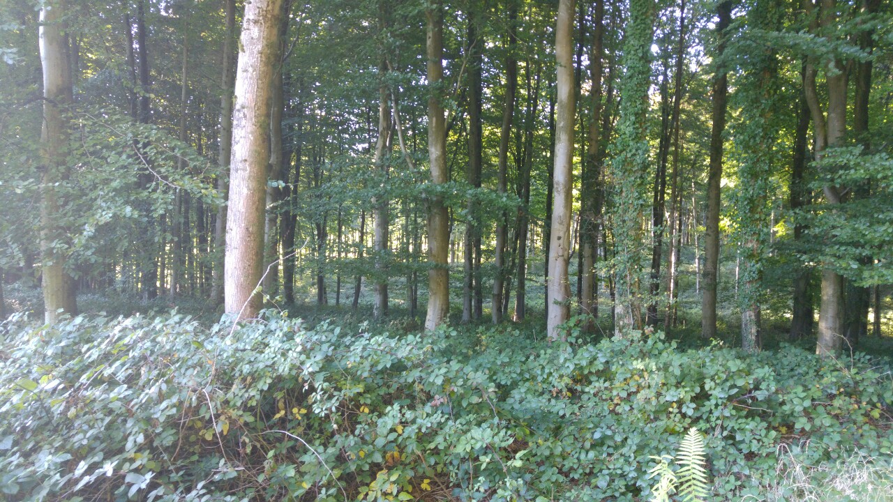 20161003_165208_burst01-1280x720