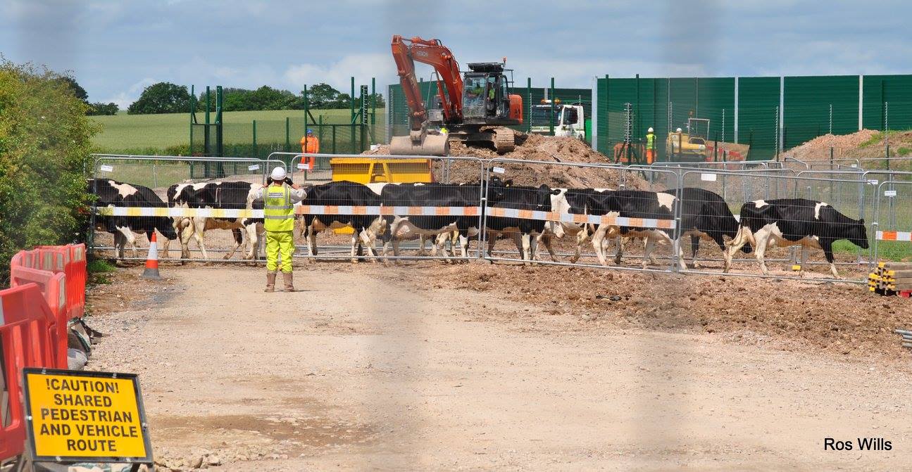 pnr 170613 Ros Wills