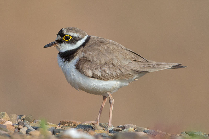 Little Ringed Plover Andreas Trepte, www.photo-natur.net