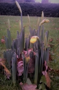 171208 Daffodils David Kesteven