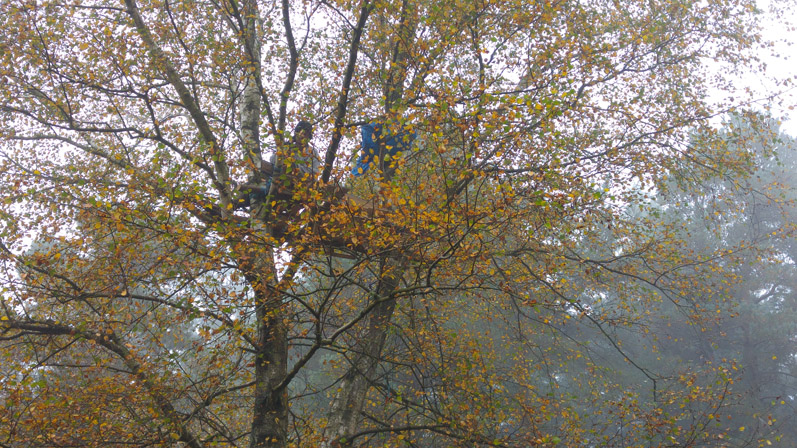 Leith Hill tree house