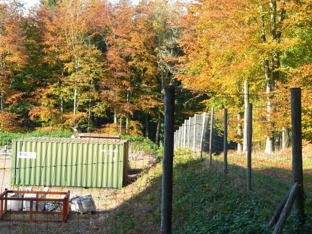 Markwells Wood 4 Ann Stewart