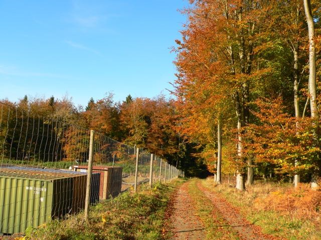 Markwells Wood 7 Ann Stewart
