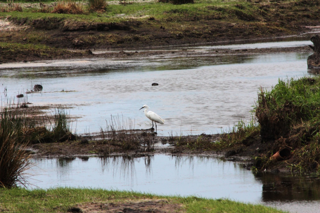 Little egret at Lunt Lancs WT