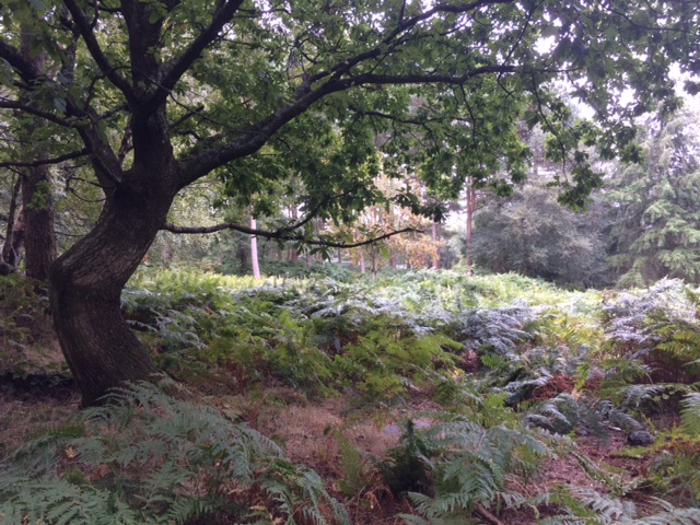 180911 Leith Hill fencing removed UWOC5