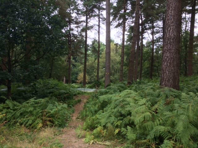 180911 Leith Hill fencing removed UWOC6