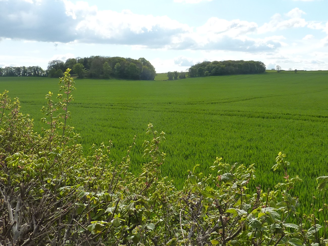 190502 Woodsetts DoD9